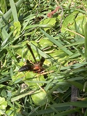Polistes metricus