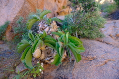 Cyphostemma bainesii