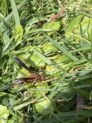 Polistes metricus