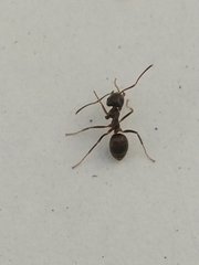 Lasius grandis