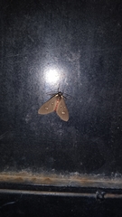 Euclera rubricincta