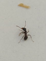 Lasius grandis