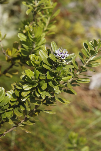 Otholobium foliosum image