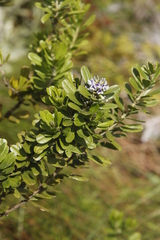Otholobium foliosum subsp. foliosum image