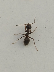 Lasius grandis