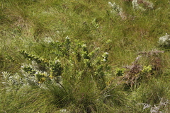 Otholobium foliosum subsp. foliosum image