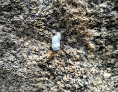 Pupinidius