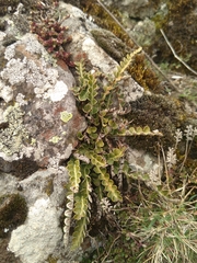 Asplenium ceterach ceterach