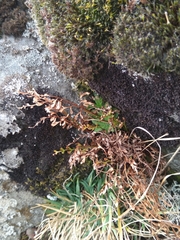 Asplenium × alternifolium