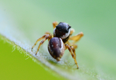 Pelegrina pervaga