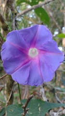 Ipomoea orizabensis austromexicana