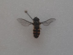 Melangyna lasiophthalma