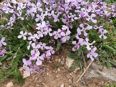 Matthiola lunata