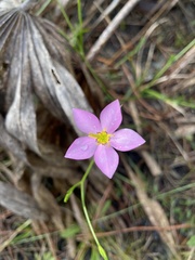 Image of Sabatia grandiflora