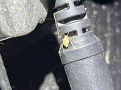 Tropidosteptes quercicola