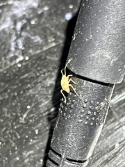 Tropidosteptes quercicola