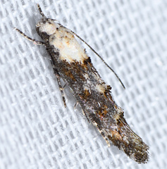 Mompha murtfeldtella