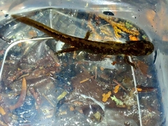 Onychodactylus japonicus