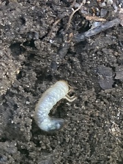 Melolonthinae