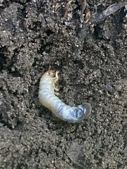 Melolonthinae