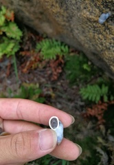 Pupinidius