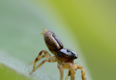 Pelegrina pervaga