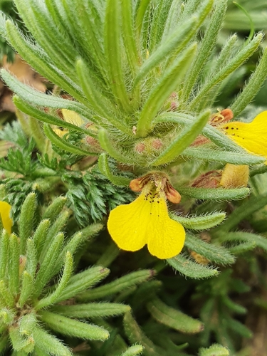 Ajuga chamaepitys image