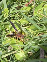 Polistes metricus