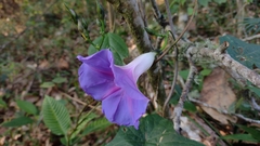 Ipomoea orizabensis austromexicana