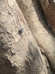 Calliphora vicina