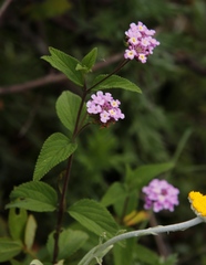 Lantana angolensis