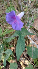 Ipomoea orizabensis austromexicana