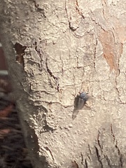 Calliphora vicina