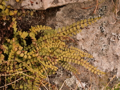 Asplenium trichomanes trichomanes