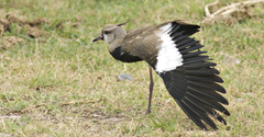 Vanellus chilensis