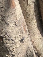 Calliphora vicina