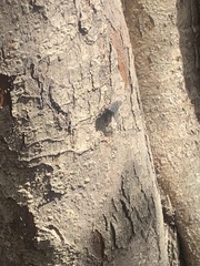 Calliphora vicina