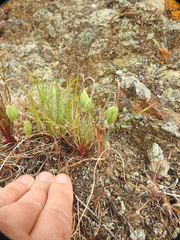 Microseris douglasii