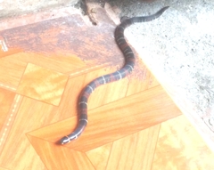 Atractus elaps