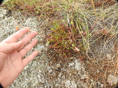 Microseris douglasii