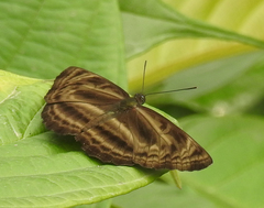 Neptis harita