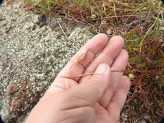 Microseris douglasii