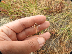 Microseris douglasii