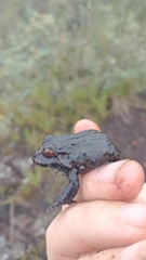 Leptodactylus paraensis