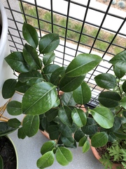 Ligustrum japonicum