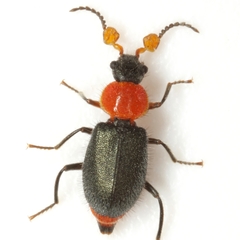 Collops punctatus
