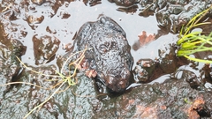 Leptodactylus paraensis