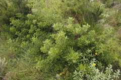 Heteromorpha