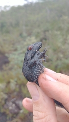 Leptodactylus paraensis