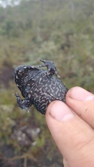 Leptodactylus paraensis